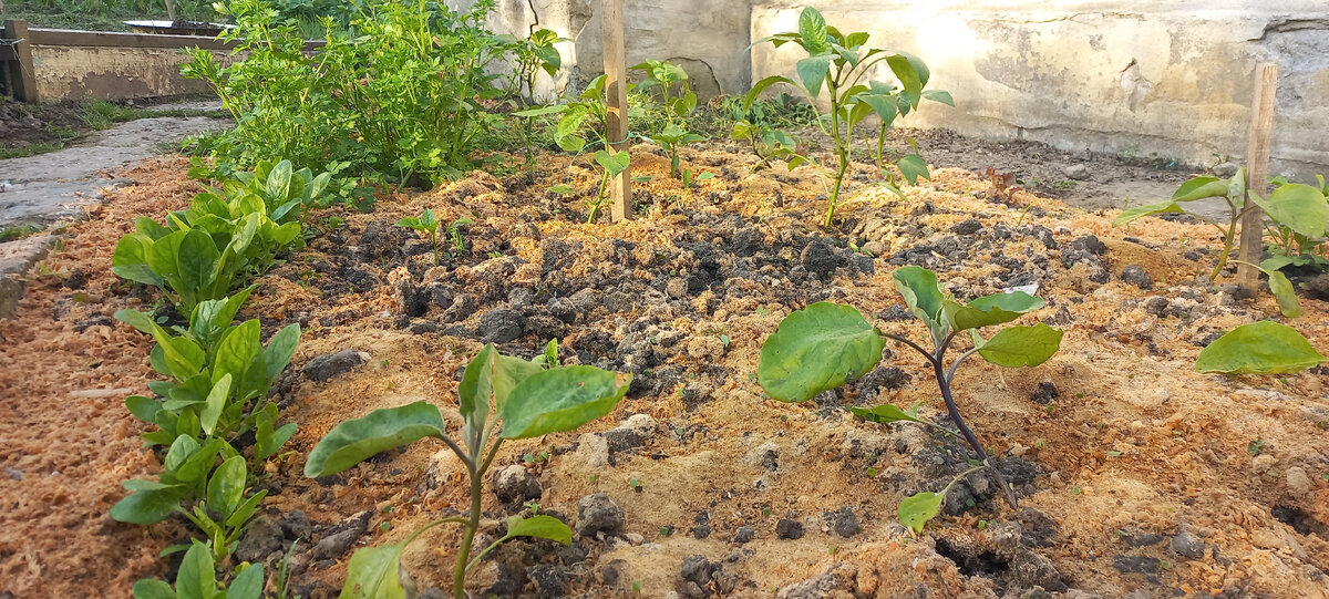 Картина маслом - перцы, баклажаны, шпинат Аполло (слева) и петрушка. Вдали виднеется салат и руккола. 
