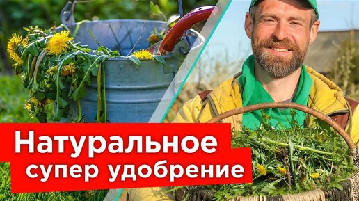 下载视频: Лучше навоза и бесплатно! Как сделать ценное удобрение из сорняков своими руками