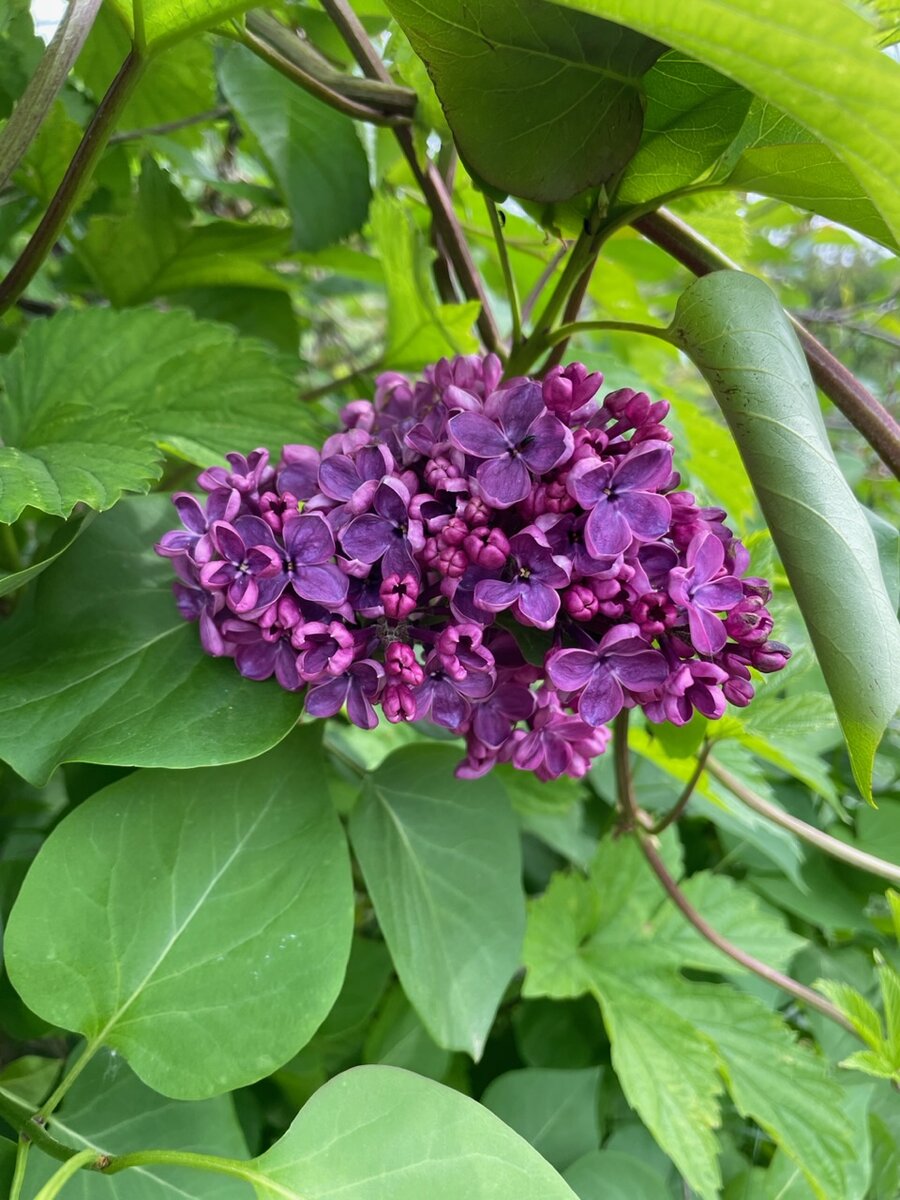 сирень в моём огороде 💜