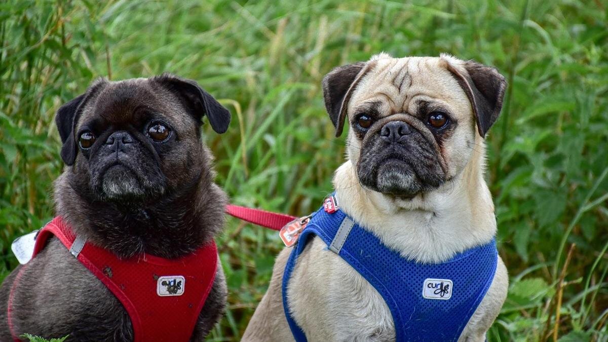    Два мопса в спортивных жилетках сидят в зеленой траве. На черной собаке красная жилетка, серый мопс одет в синюю жилетку:Pixabay