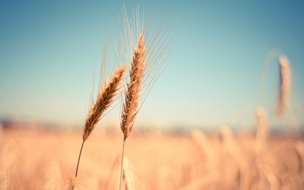    Фото: Pixabay Милана Соболевская