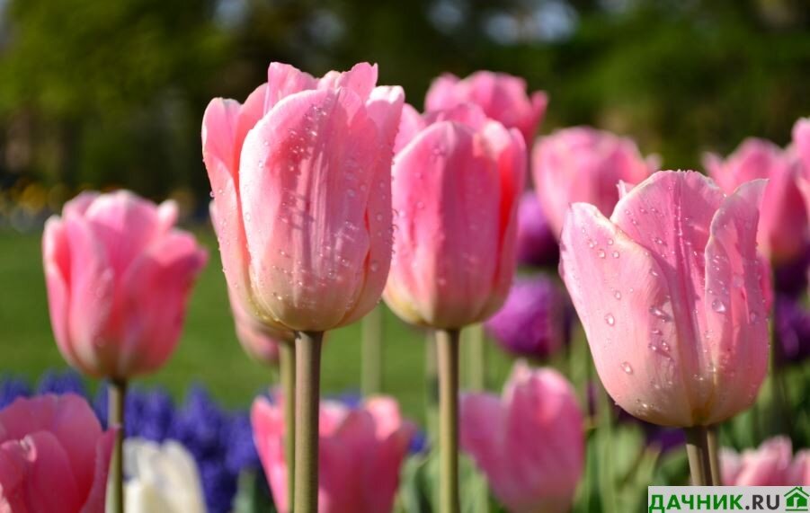 Почему стоит выбрать большие тюльпаны для вашего сада?