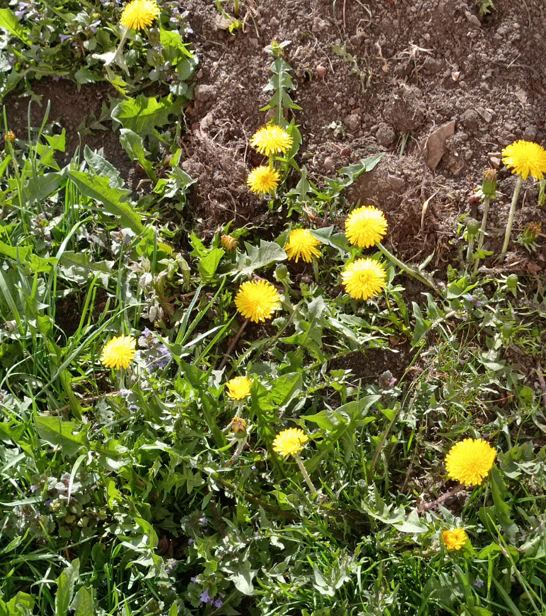 Одуванчики расцвели