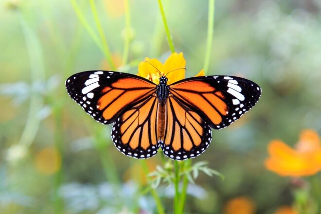 Определение и описание. Название Monarch  не обязательно связано с королевской знатью, а скорее относится к бабочке-монарху.