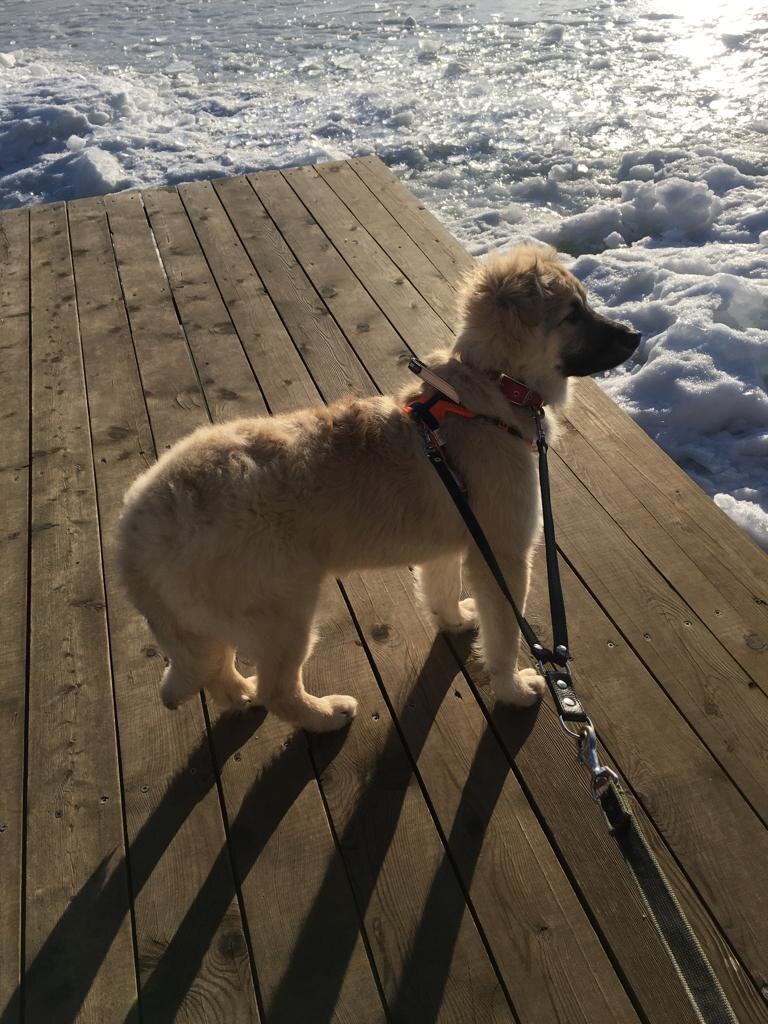 Месяц дома после приюта 