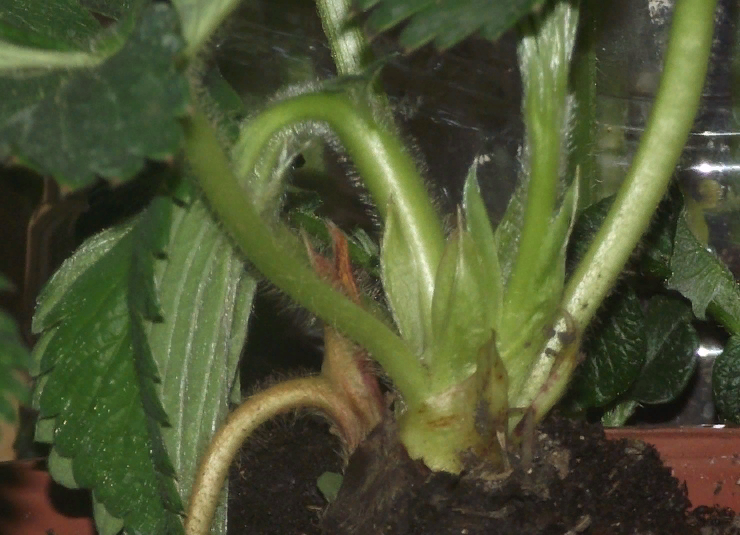 Саженцы с такими толстыми черенками листьев, с чёрными старыми прилистниками, это прошлогодние саженцы.