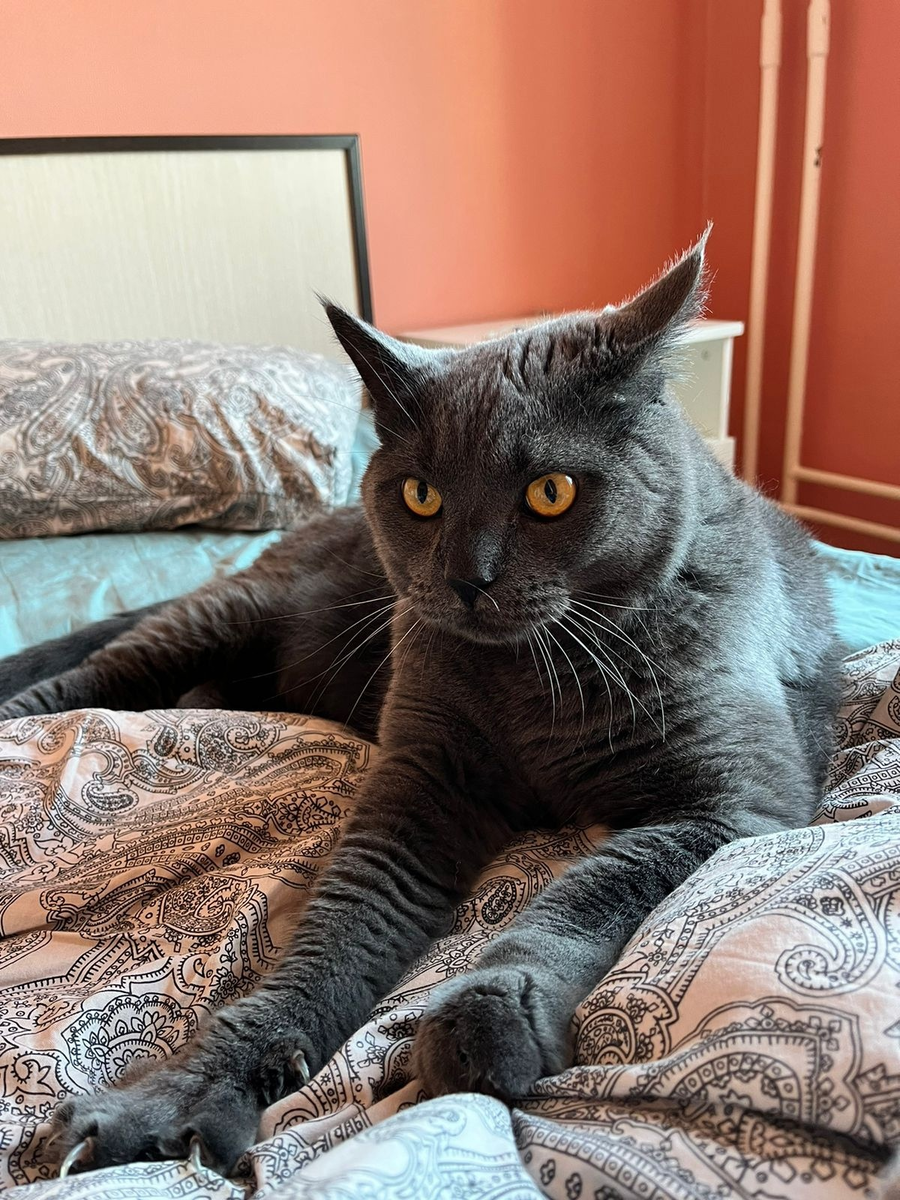 Помесь мейн-куна и британской короткошерстной кошки