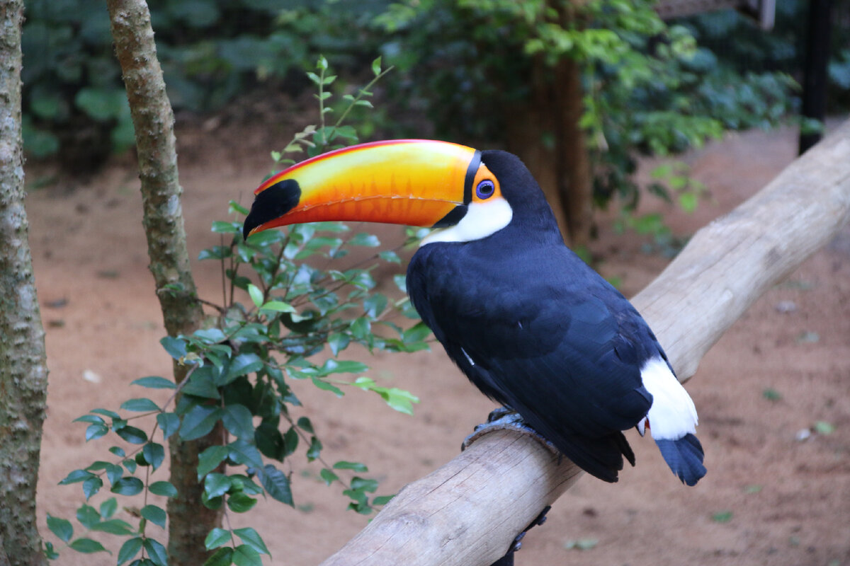 Туканы с удовольствием красуются внизу, у троп с людьми. Ну как же, такую красоту должны зафиксировать!