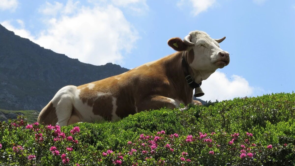 Клевер и люцерна как источник протеина для коров