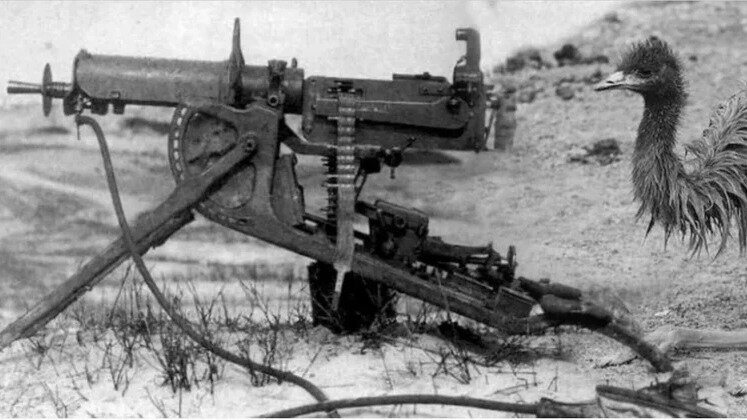 Бывает, войны проигрывают даже птицам