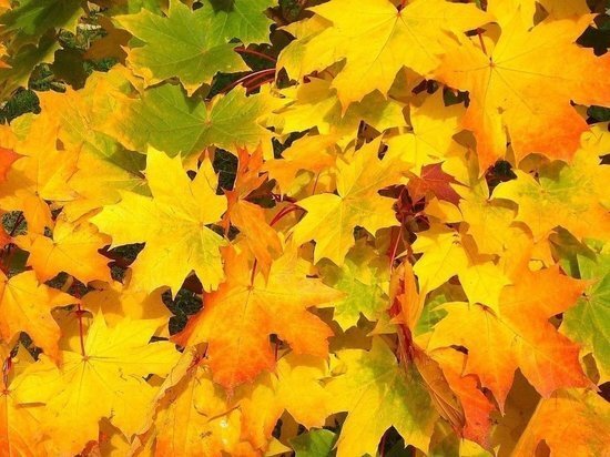     фото: pixabay.com