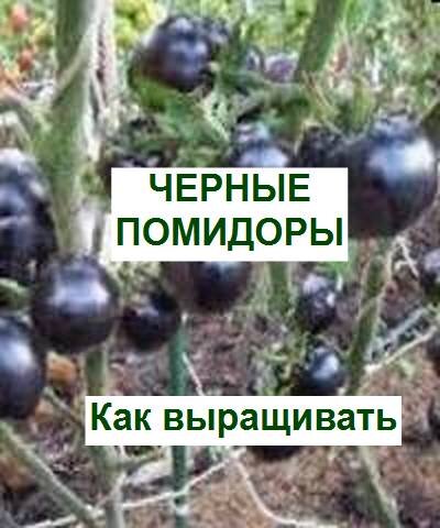 королева ночи