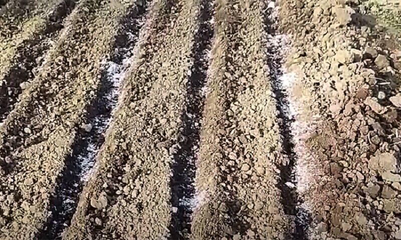 Увеличиваем урожайность лука простым методом
