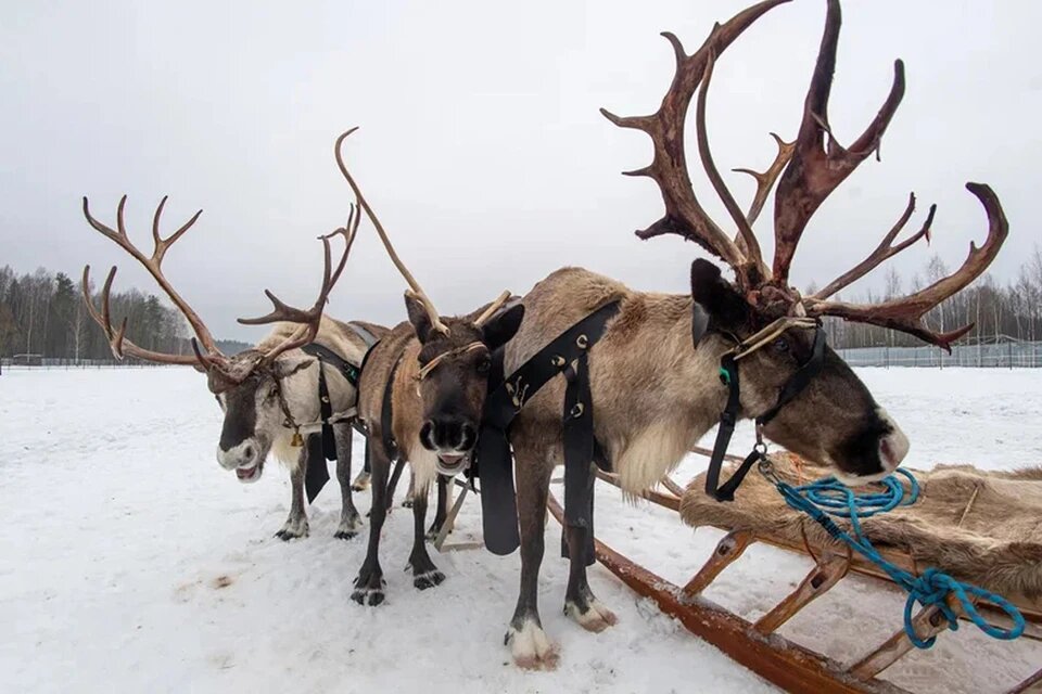 На ферме Александра Бондарчука живут 15 северных оленей