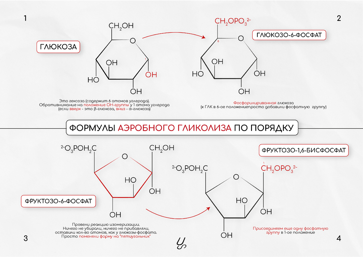 биохимия сеченова