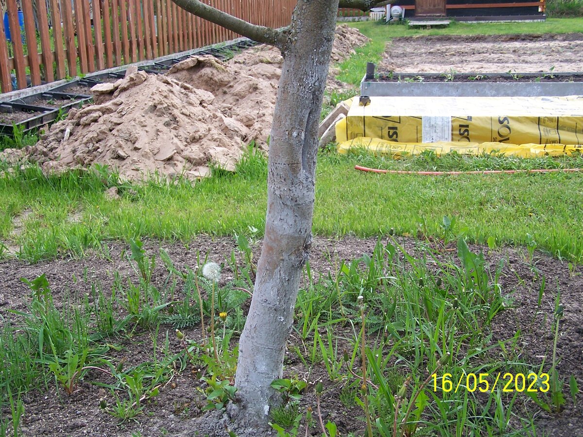 Фото автора. Хорошо видны снующие по дереву муравьи