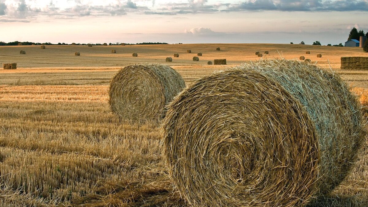 Про сено. Какие виды сена бывают. Описание, сравнение и предпочтение