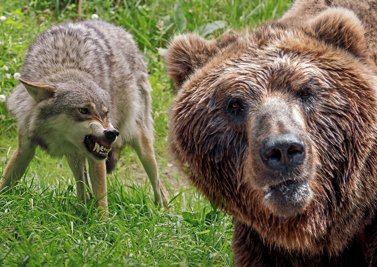 Волки привыкли загонять добычу в ловушку: либо до изнеможения, либо в тупик. Скалы, утёсы, непроходимый бурелом… Но с медведем всё это не работает. Фотоколлаж автора.
