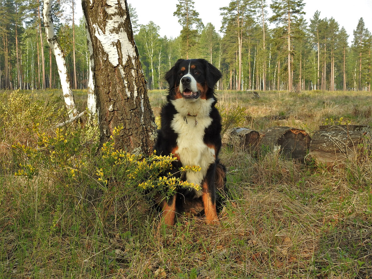 Наша Варя и цветущий ракитник