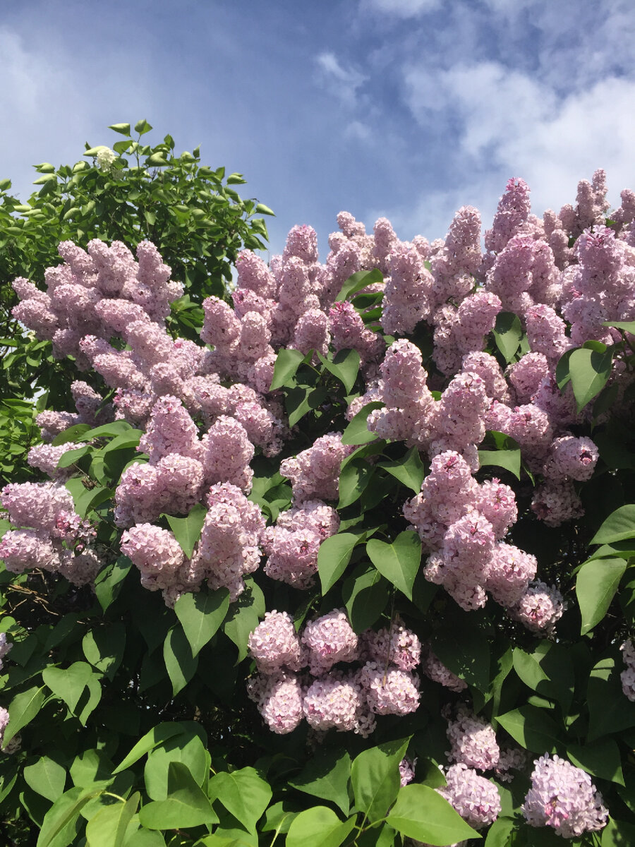 Сирень в Троице-Лыкове. Фото автора 