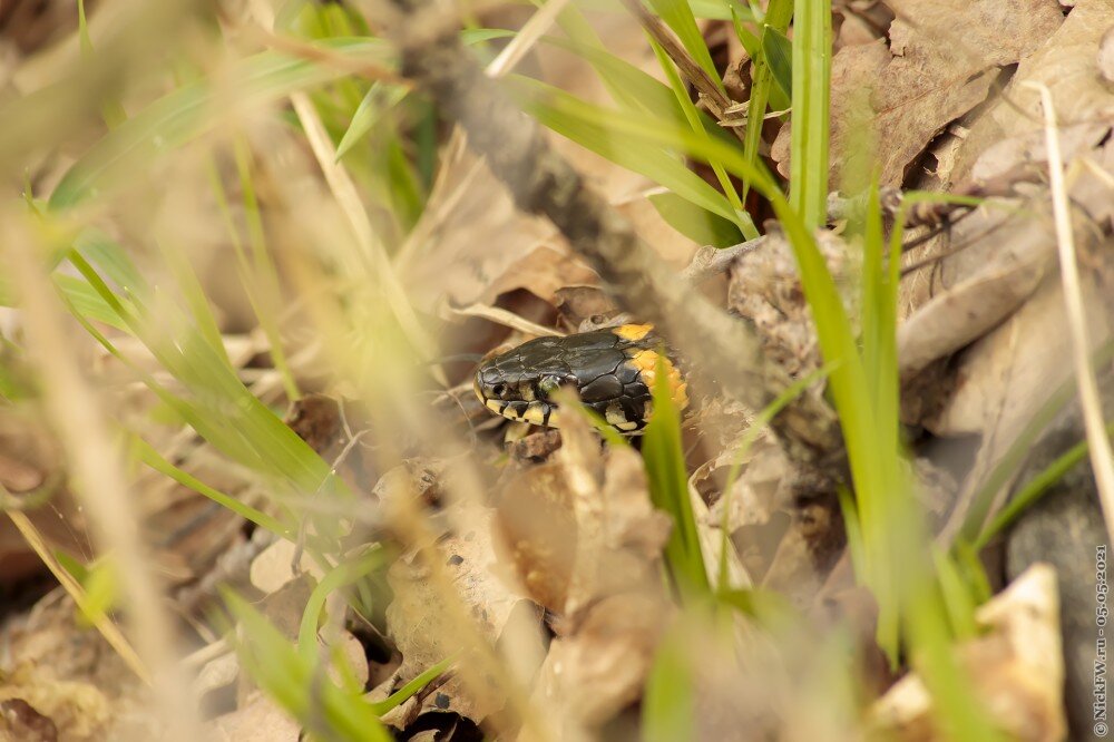 1. Уж в прошлогоднем опаде © NickFW.ru — 05.05.2021г.