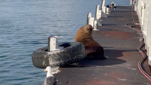 Бабтуся | Сейчас бы греться на солнышке около морюшка, как морской ...