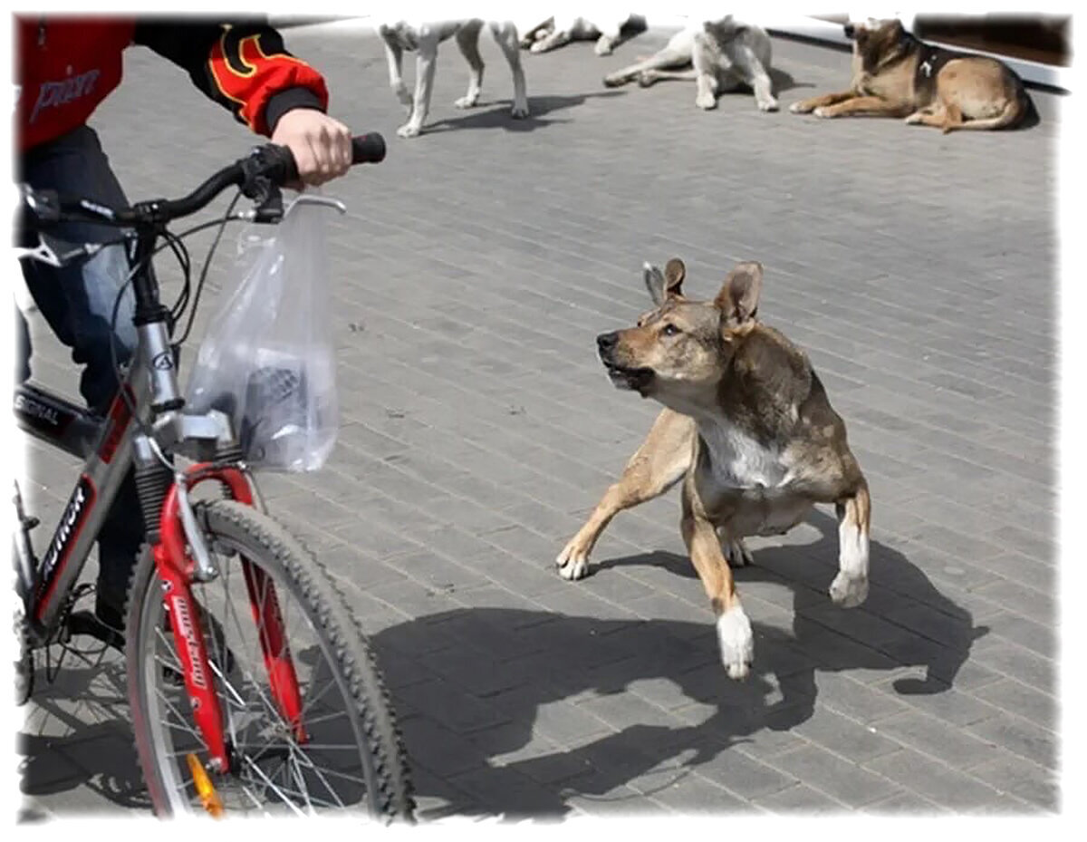 чехов хамелеон описание хрюкина. п. почему хрюкин гнался за собакой. почему хрюкин гнался за собакой. п.
