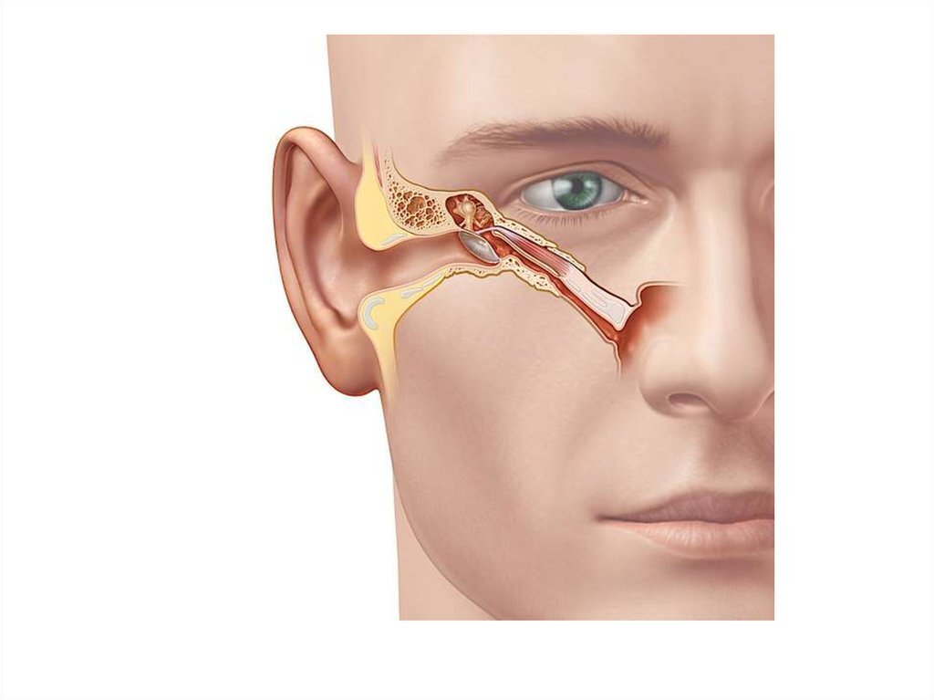 Фото из открытых источников. Ход слуховой (евстахиевой) трубы у взрослого