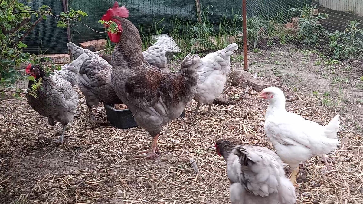 Петух Джекпот и его куры