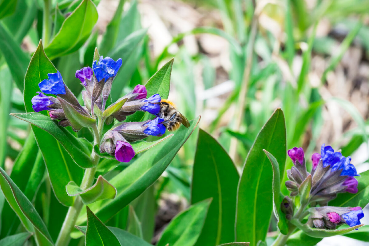 Медуница насекомое. Шмель на медунице. Медунка пчела. Pulmonaria mollis