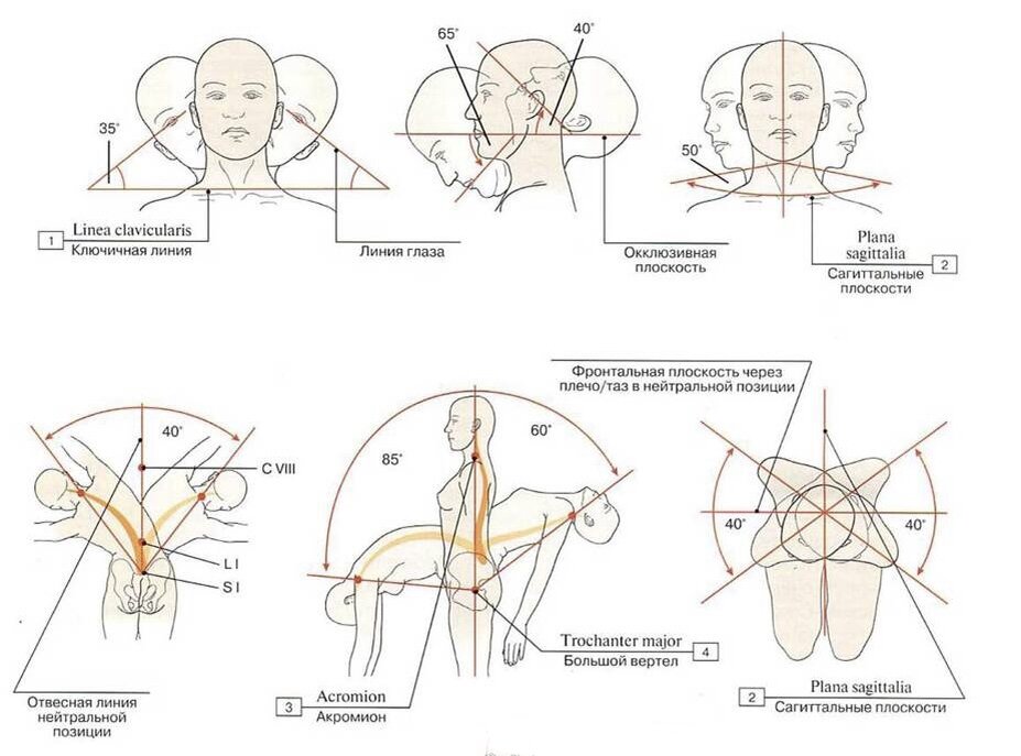 Движения в позвоночнике. Плоскости движения головы. Объем движений в позвоночнике. Объем движений в позвоночнике шея. 27 Движений в позвоночнике.