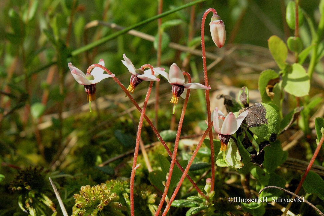 КЛЮКВА  ЦВЕТЁТ