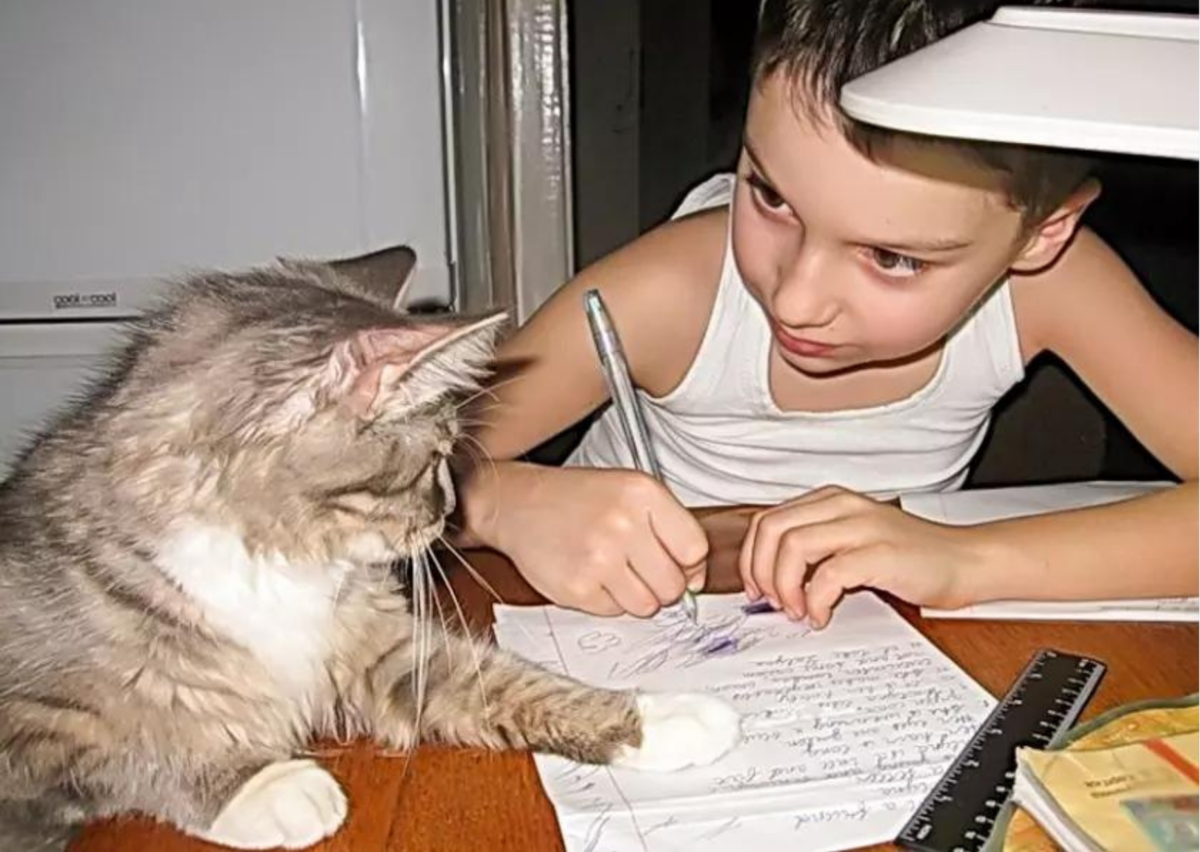 Сегодня будем делать уроки. Кошки и дети за уроками. Ребенок учит уроки. Коты учат уроки. Кот ученик.