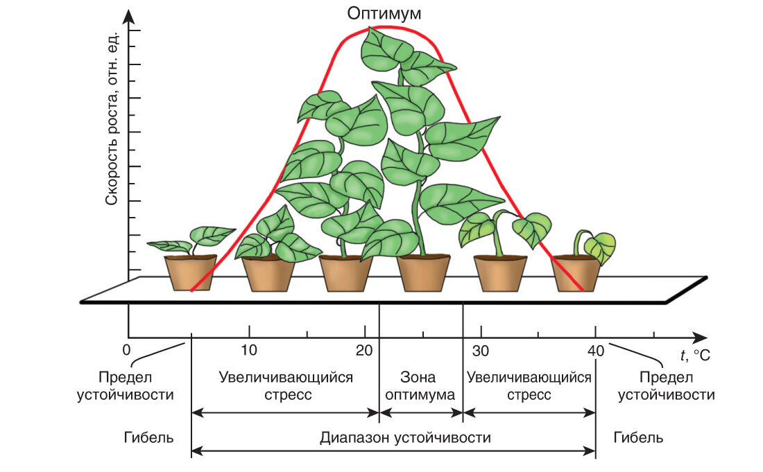 В чем особенность процесса роста у растений. Влияние температуры на растения. Влияние на рост растений. Графики роста растений. Периоды роста растений.