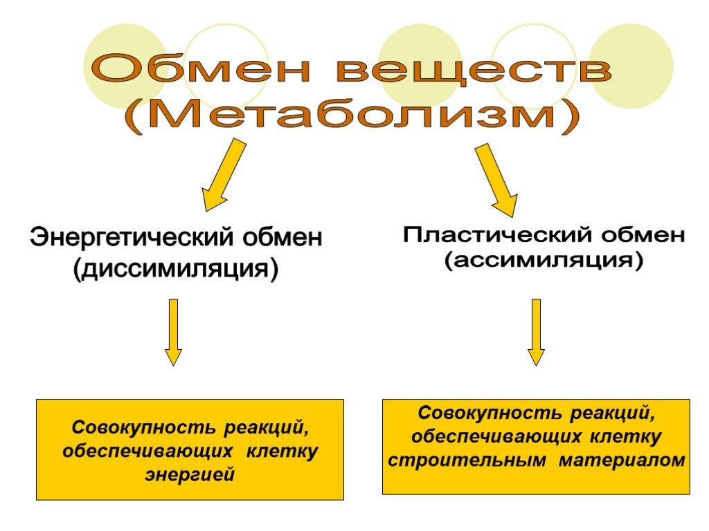 Как улучшить обмен веществ?