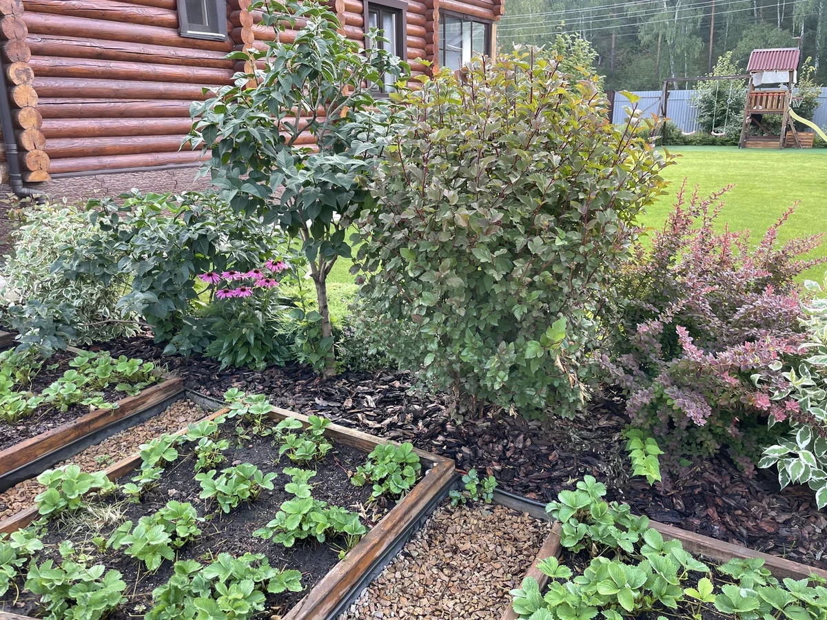Землянику на лето я мульчирую сухой травой или лиственницей мелкой фракцией