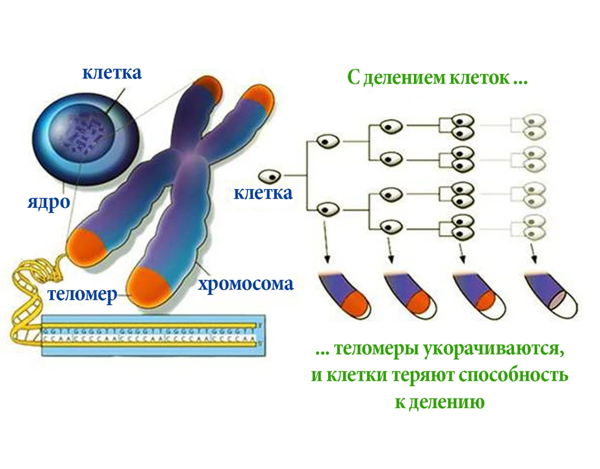 Теломеры