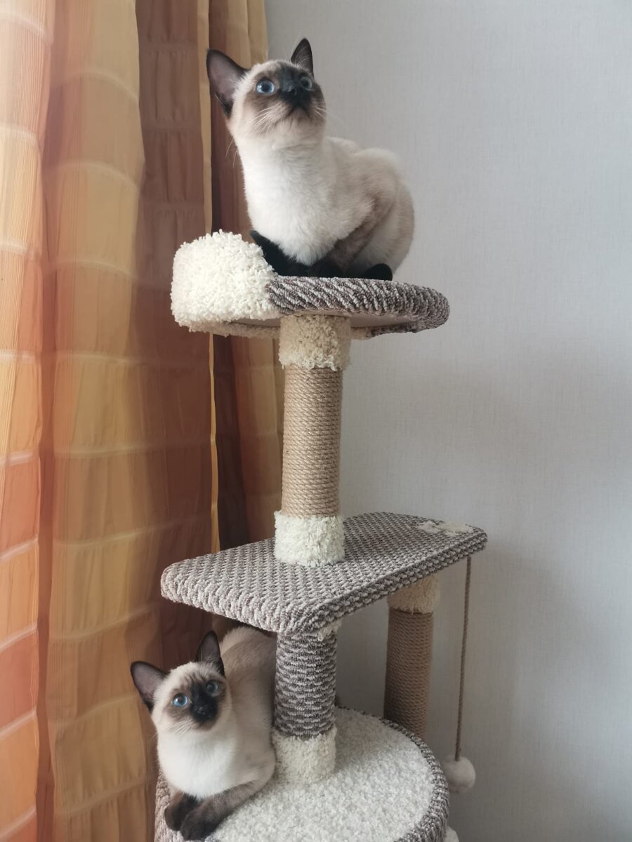 Мэва царь горы, наверху) 