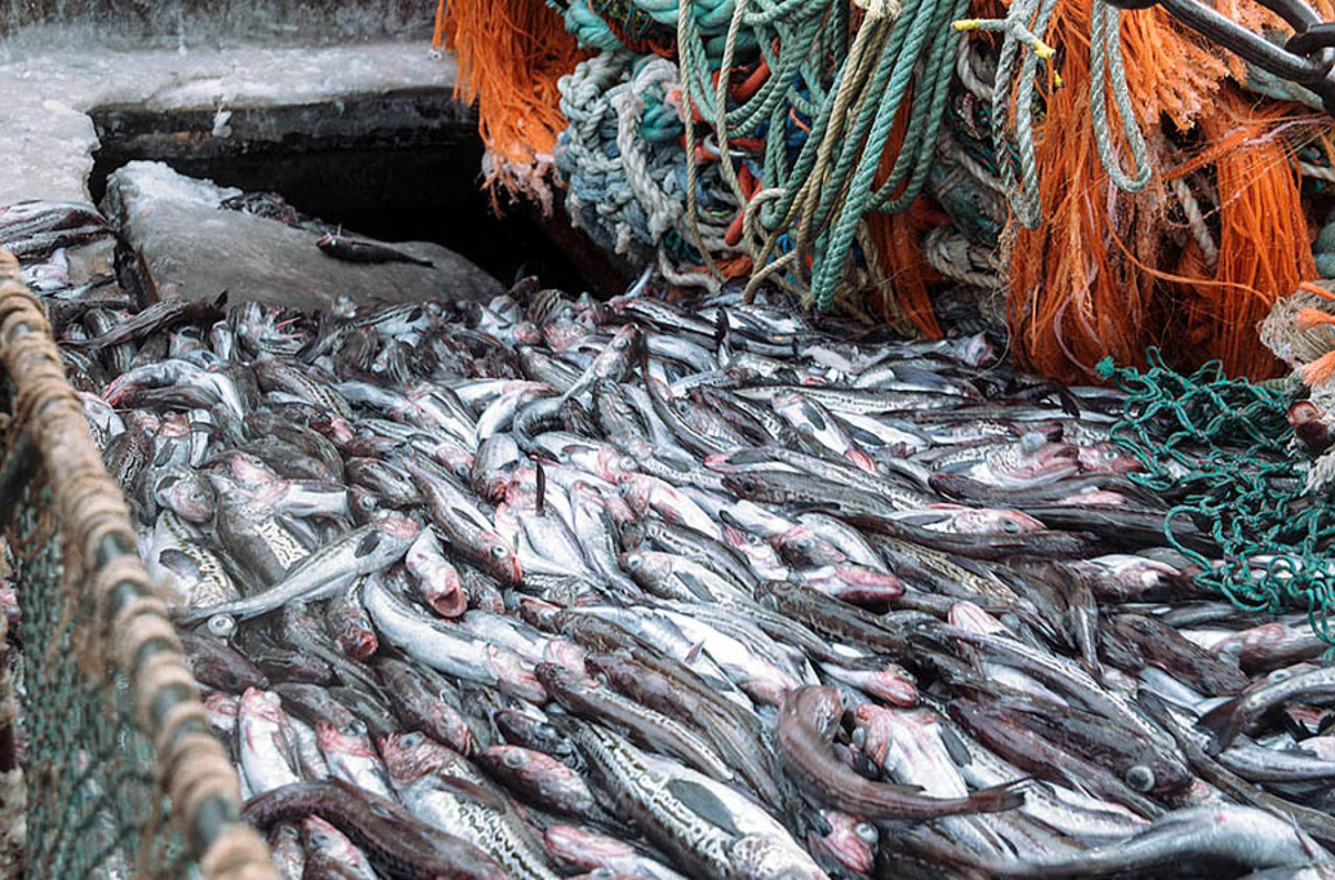 Охотское море рыбный промысел. Рыбный промысел в Беринговом море. Промысел минтая. Минтай Охотского моря. Улов рыбы сетью