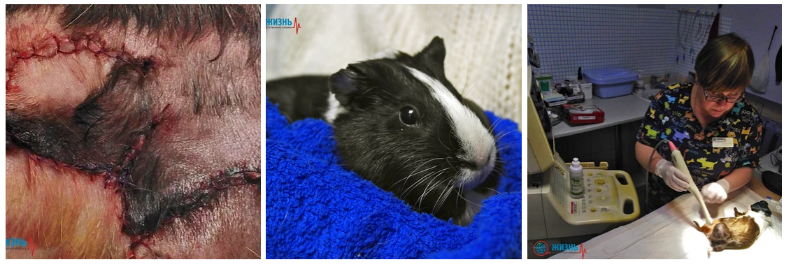 Удаление опухоли морской свинке под газовым наркозом