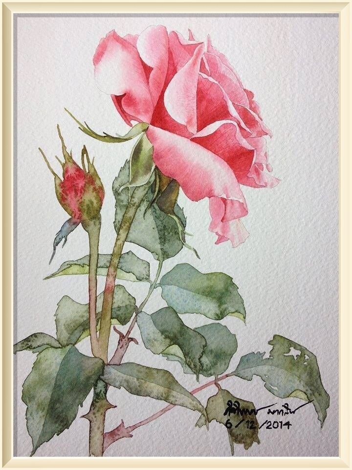 12. � Ti Watercolour "Pink Rose"   Small size watercolor painting (15x25 cm.)