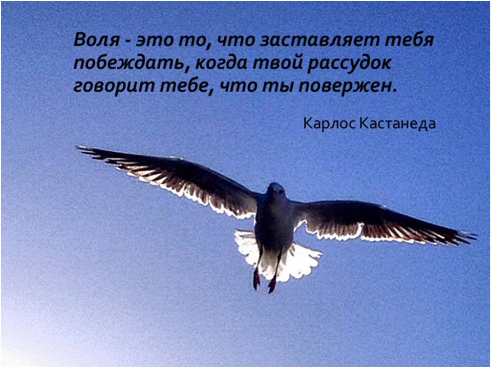 Пусть воля. Стихи о силе духа. Цитаты про силу духа. Афоризмы про силу воли. Цитаты про силу воли.