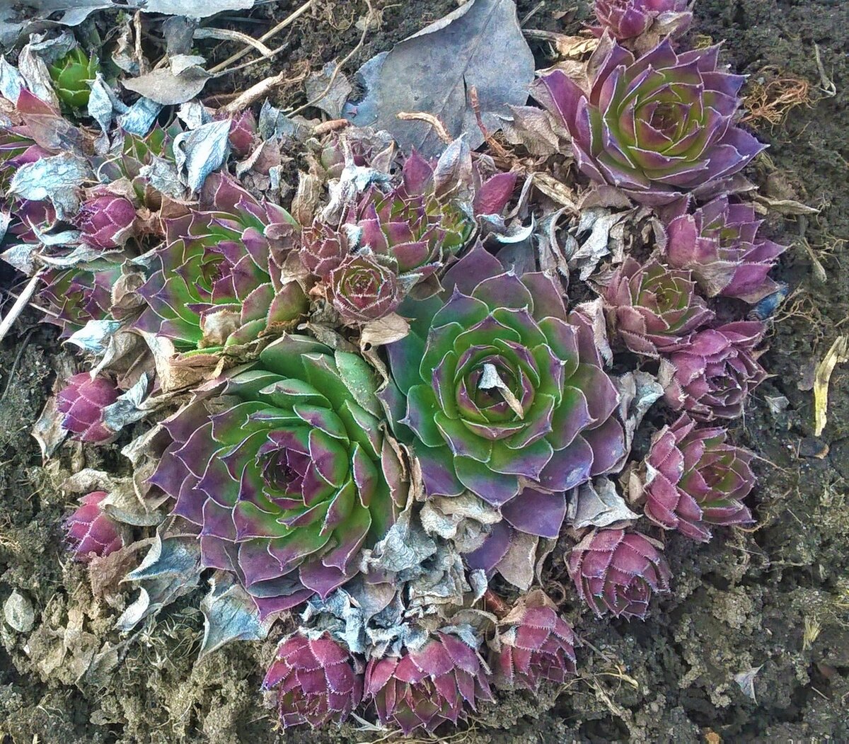 Молодило, 08.03.23