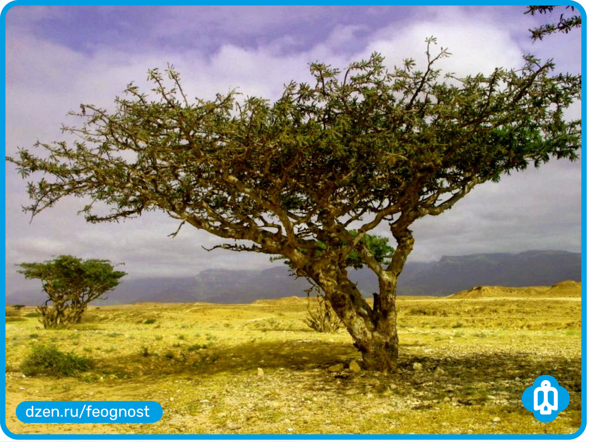 Commiphora Myrrha