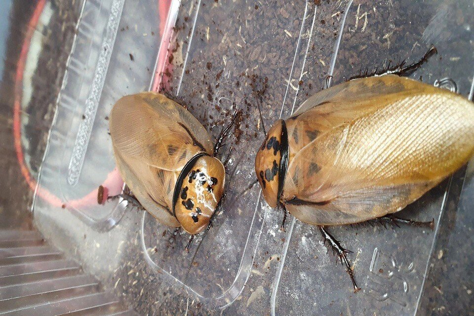     В коллекции Александра несколько тысяч экзотических насекомых. Фото: vk.com/ekzobarnayl