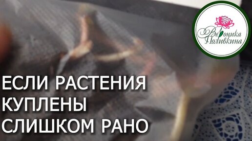 ЧТО ДЕЛАТЬ С КУПЛЕННЫМИ РАНО РАСТЕНИЯМИ ДО ПОСАДКИ