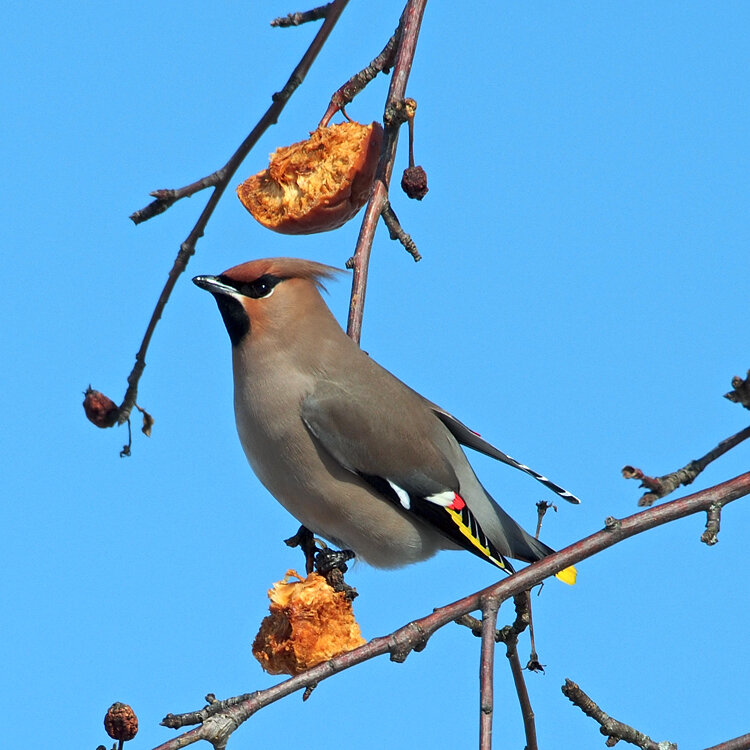 Рассказ про свиристелей, и не только | Русская глубинка | Дзен
