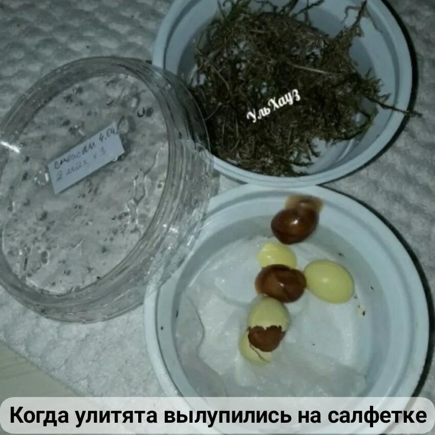 Вылупились улитята