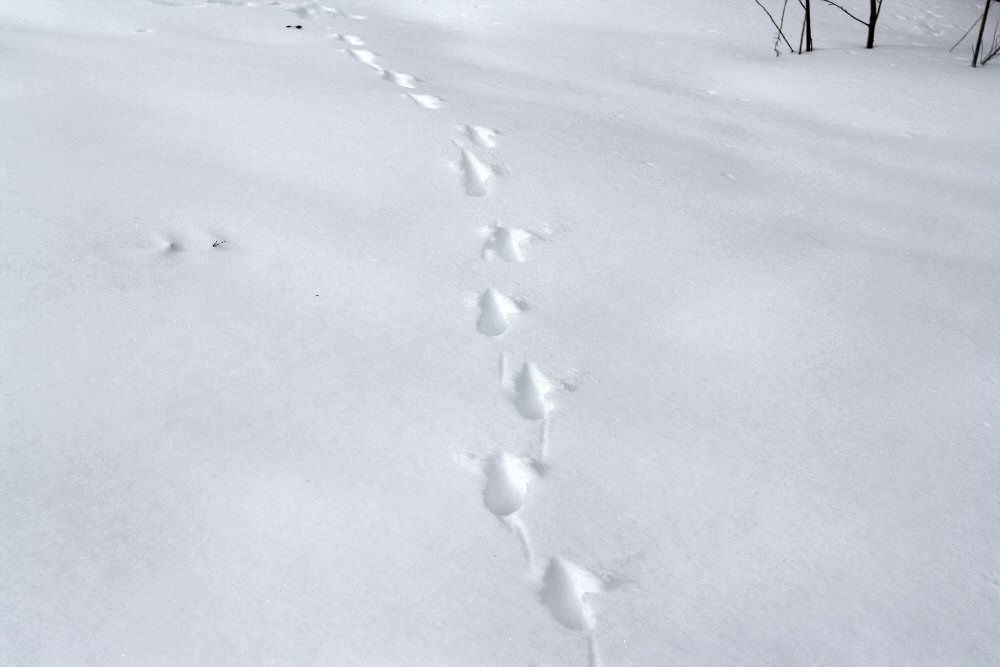 Следы на снегу. Лисьи следы. Следы лисы. Следы лисицы на снегу. Зверя по следам слушать