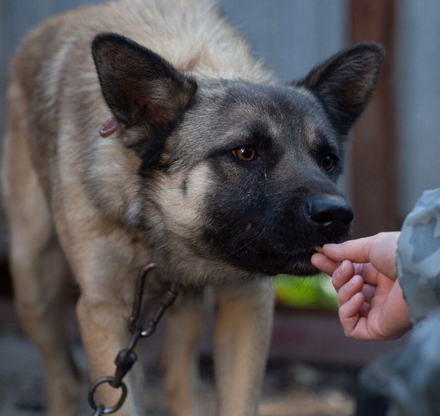 Мухтар. Фотография из личного архива